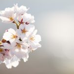 フリー写真素材:桜(クローズアップ)