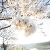 フリー写真素材：朝桜