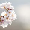 フリー写真素材：桜（クローズアップ）