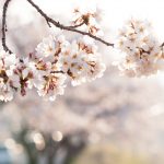 フリー写真素材：キラキラしている朝の桜